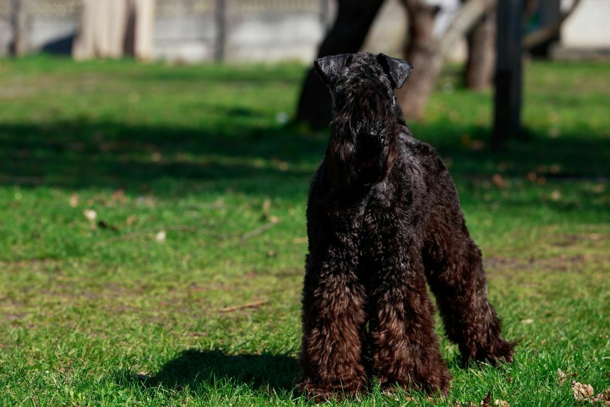 Kerry Blue Terrier standing on the green grass