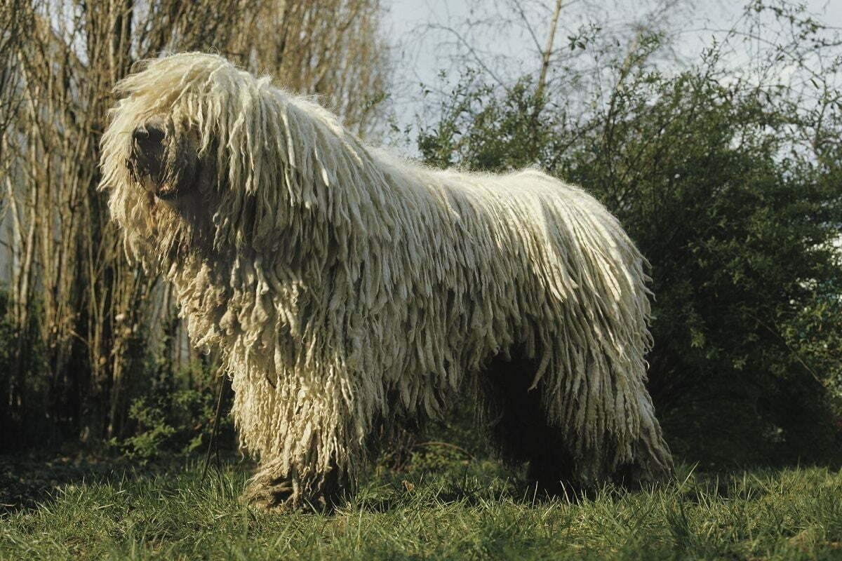 Komondor