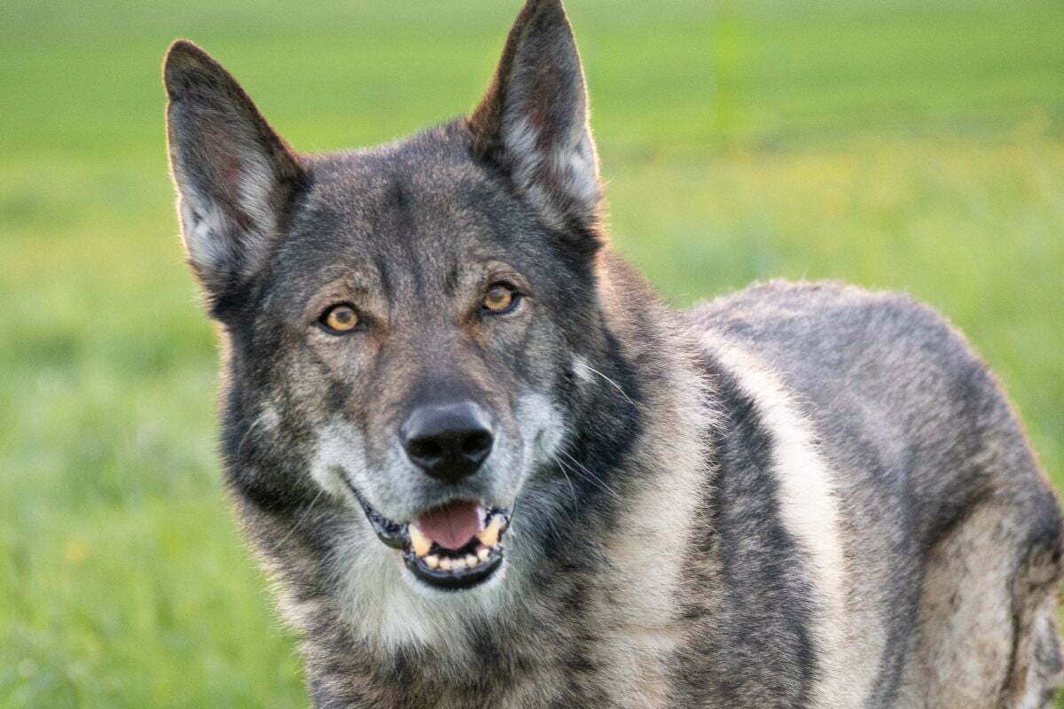 Kunming Wolfdog