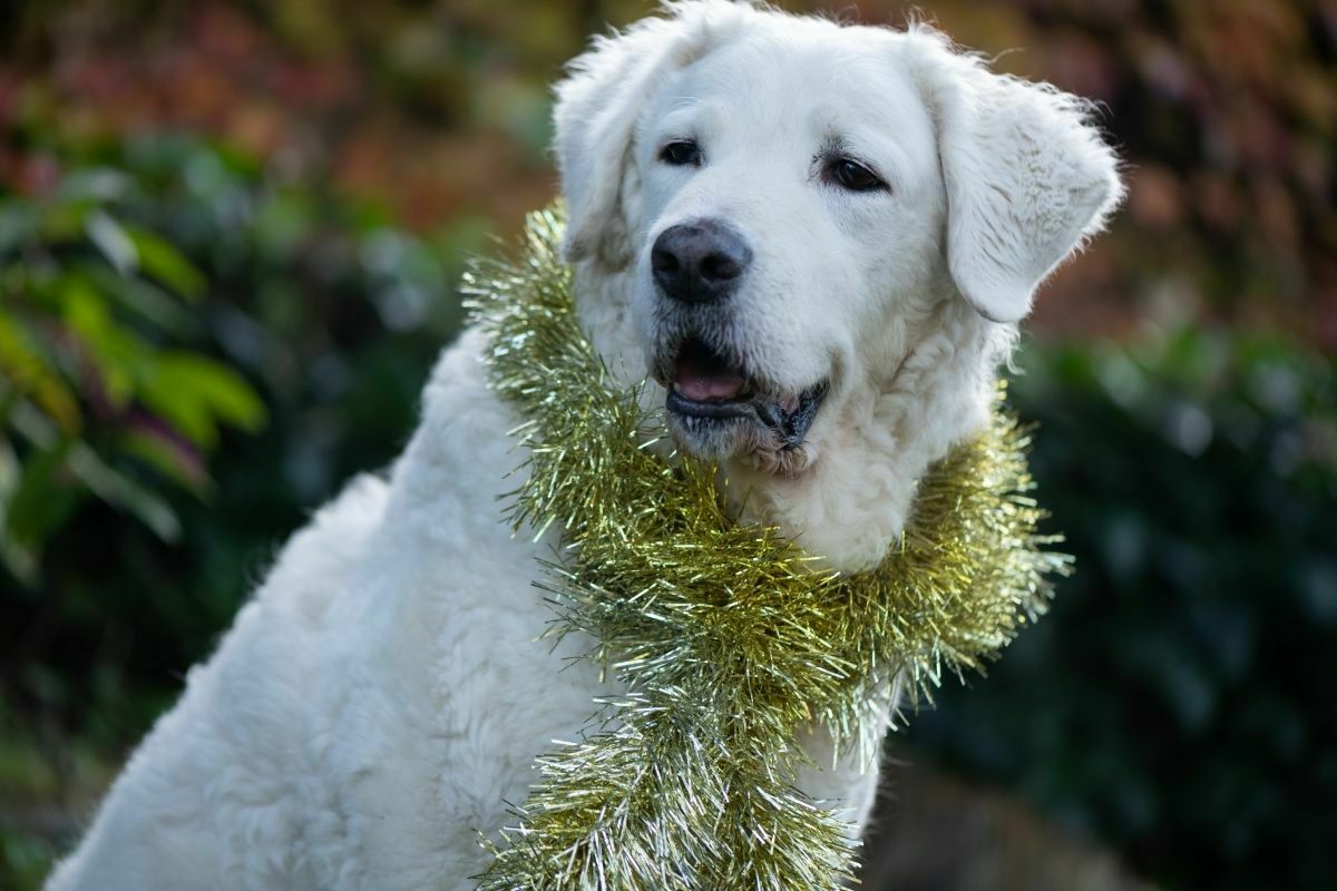 Kuvasz