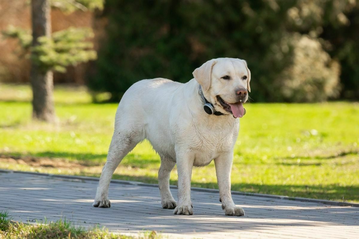 Labrador Retriever (2)