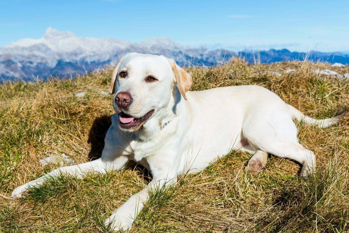 Labrador Retriever (4)