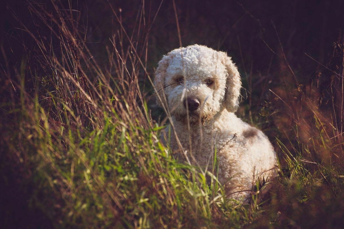 Lagotto Romagnolo breed