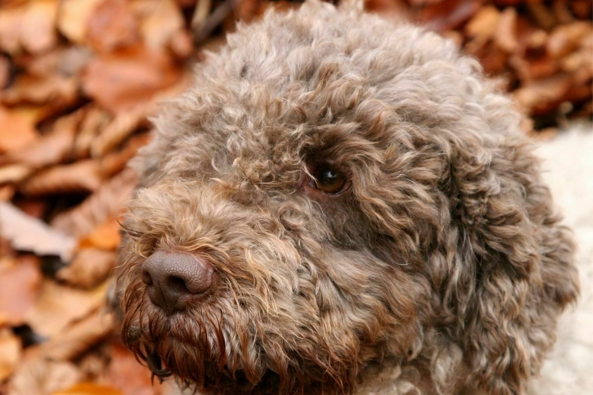 closeup Lagotto Romagnolo