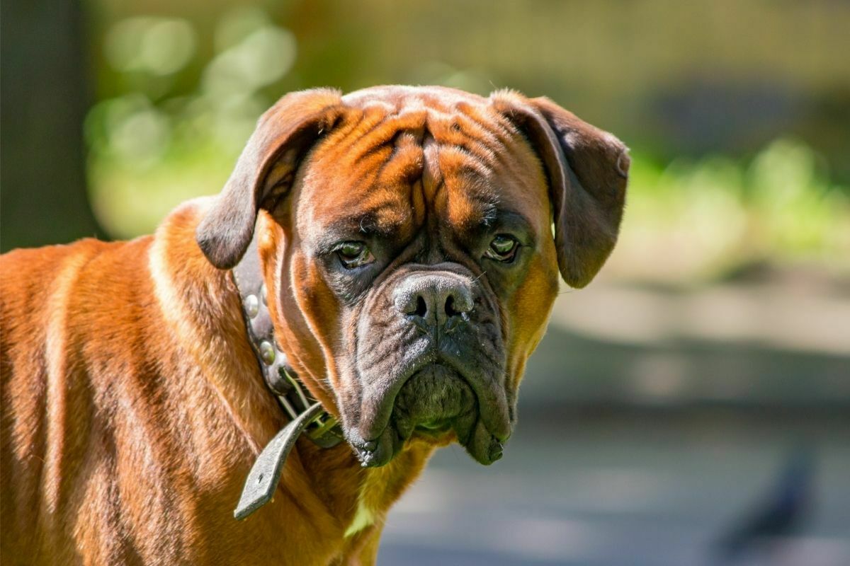 Leavitt Bulldog staring