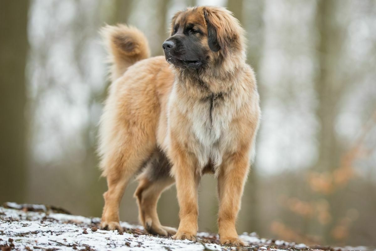 Leonberger (3)