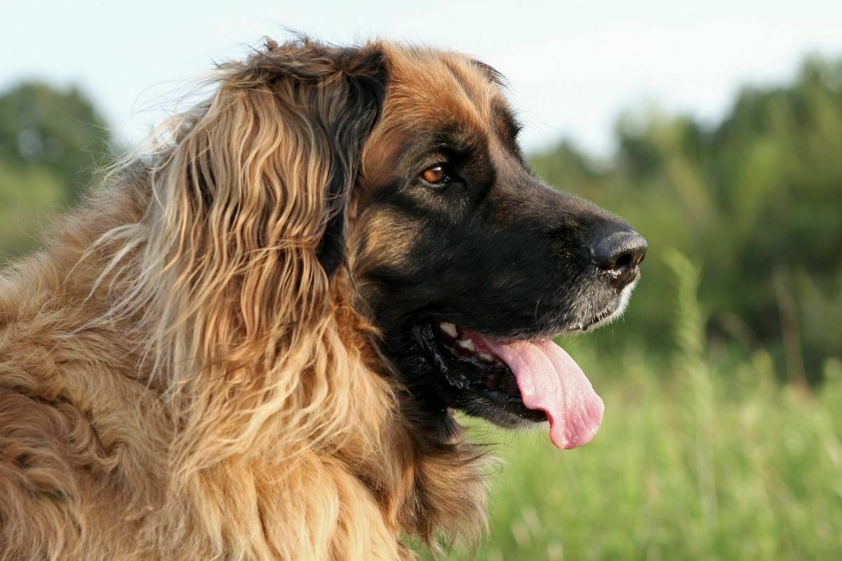 Leonberger dog