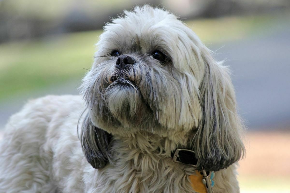 A gray Lhasa Apso standing outside in a backyard