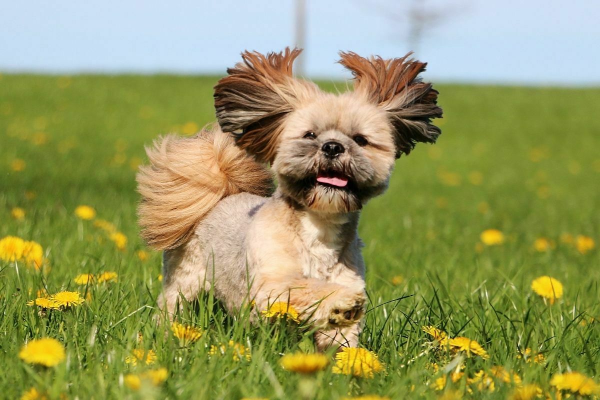 Lhasa Apso