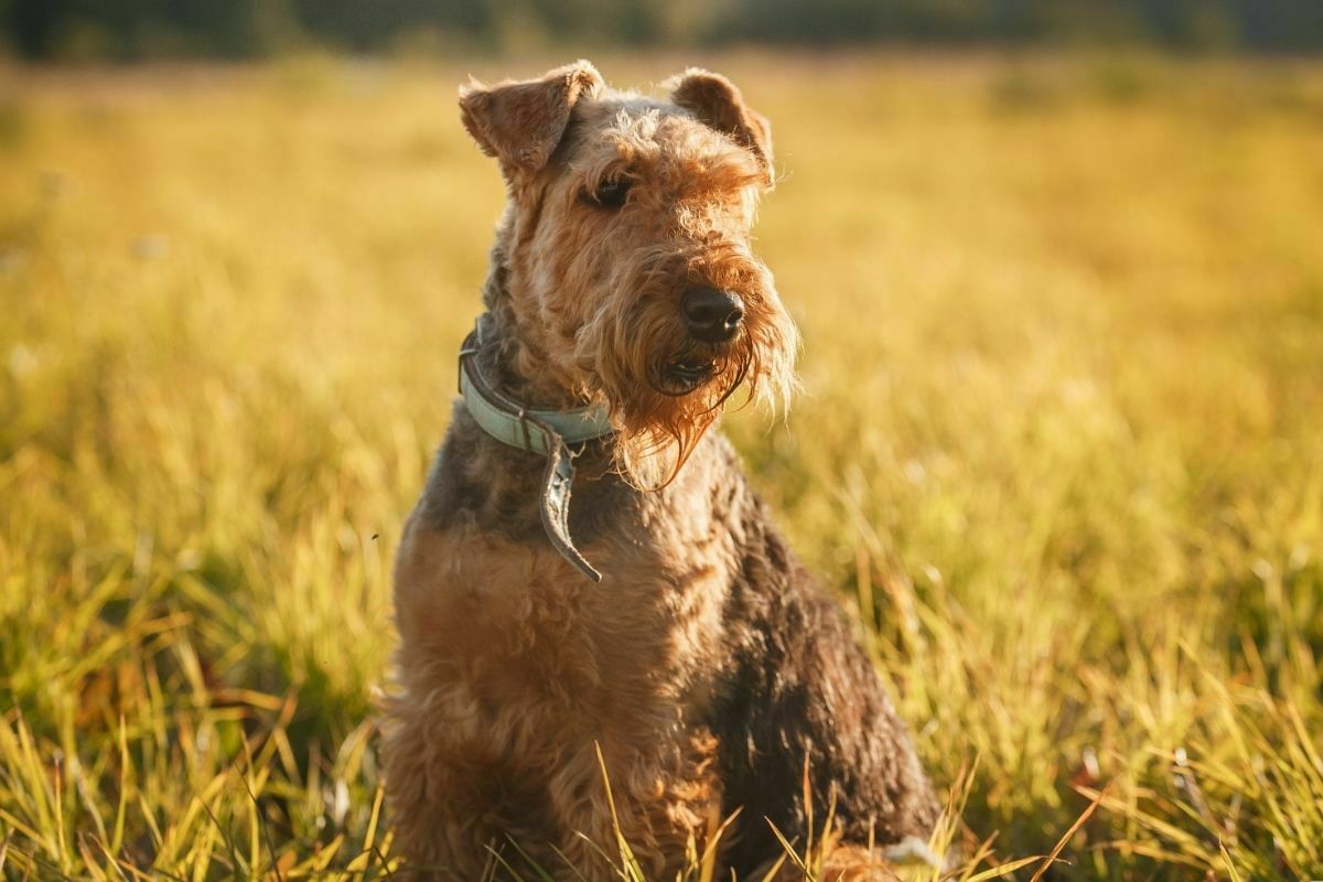 Airedale Terrier basking in the afternoon sunlight outdoors