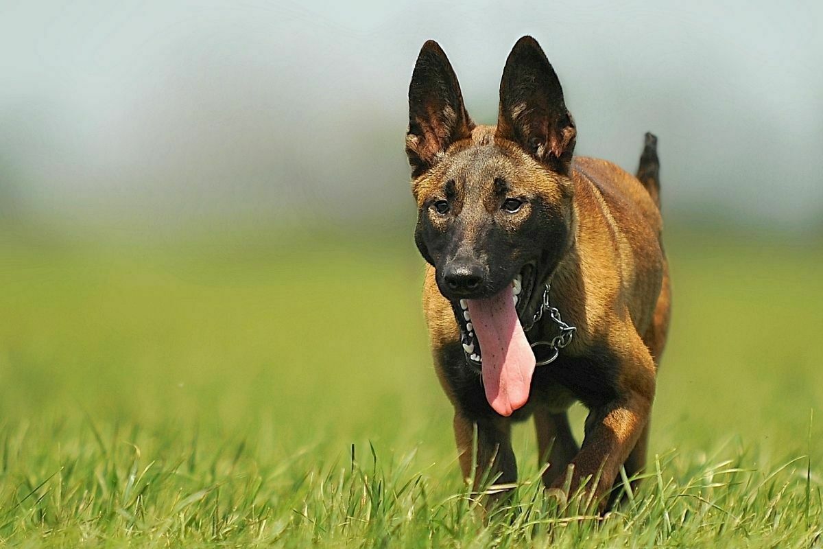 Malinois Dog in Nature