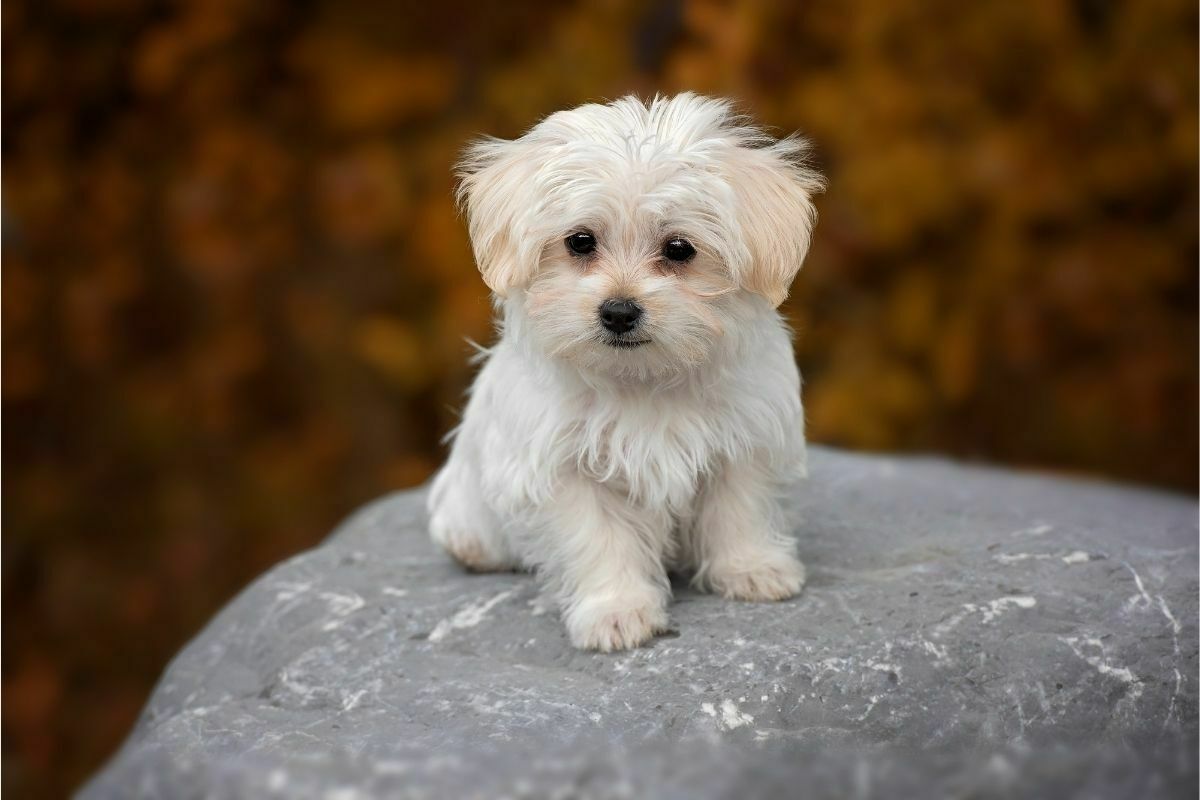 Maltese (2)