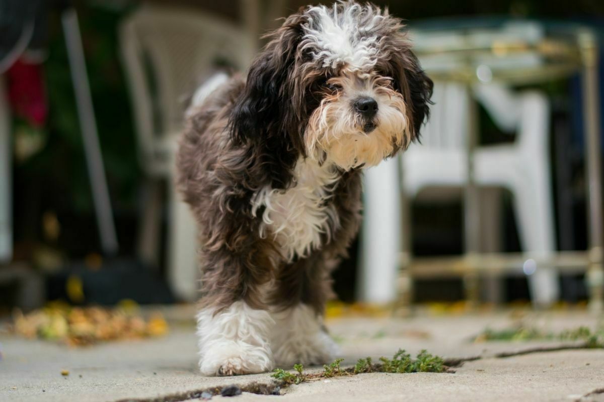 Maltese Poodle breed
