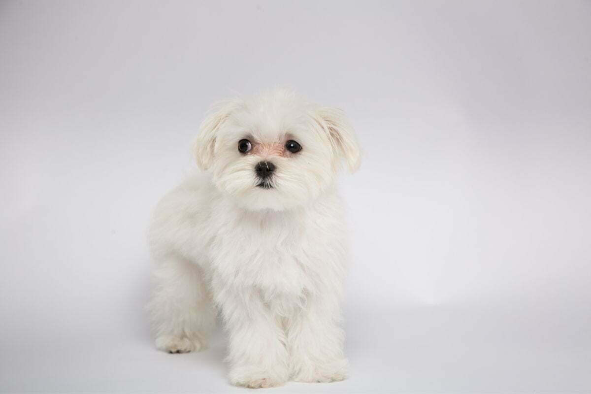 Maltese Poodle