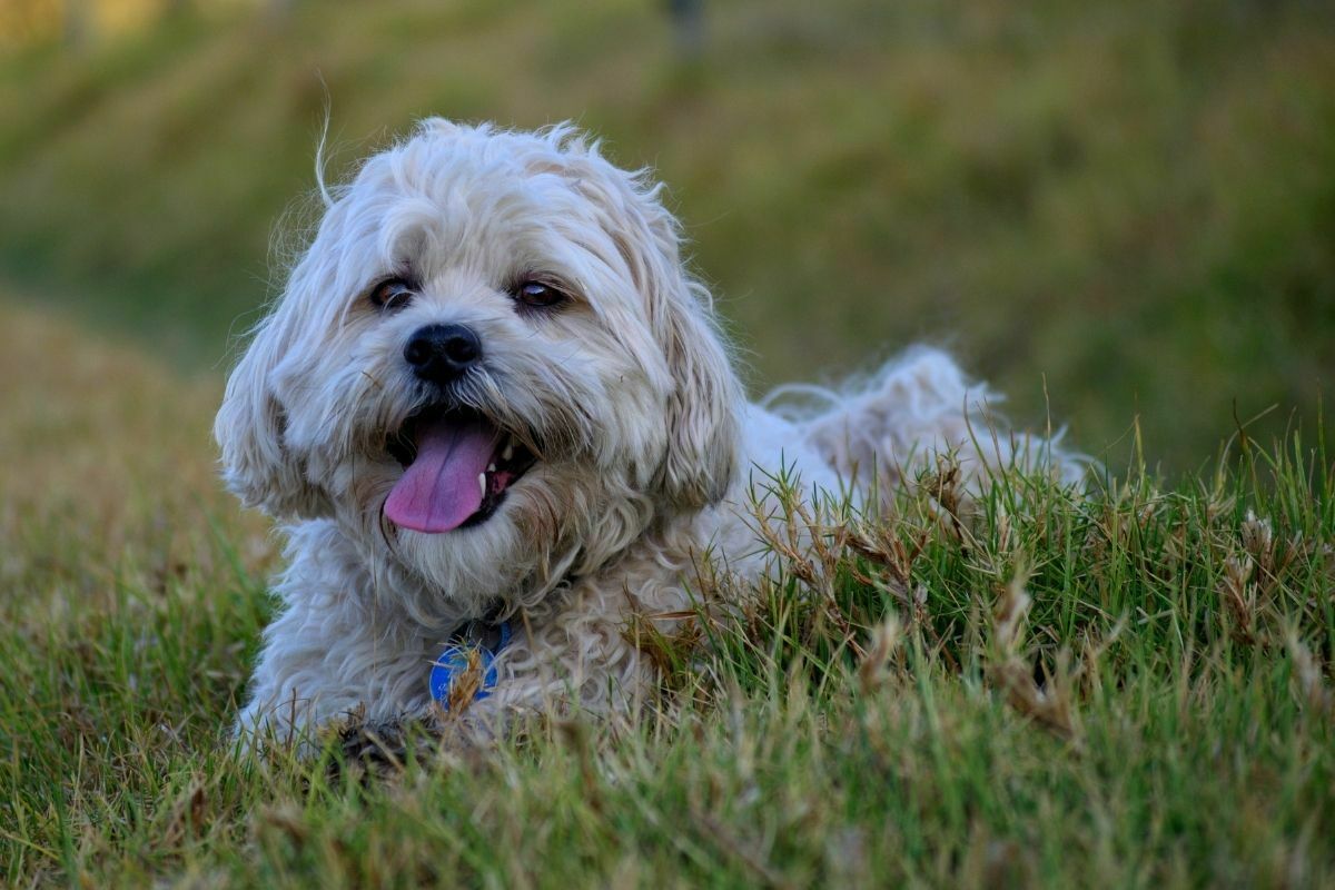 Maltese