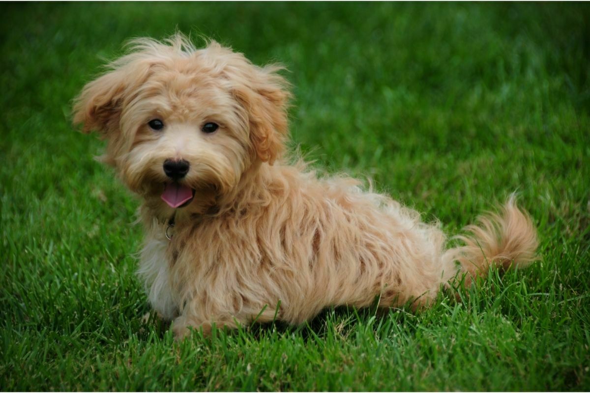 Maltipoo