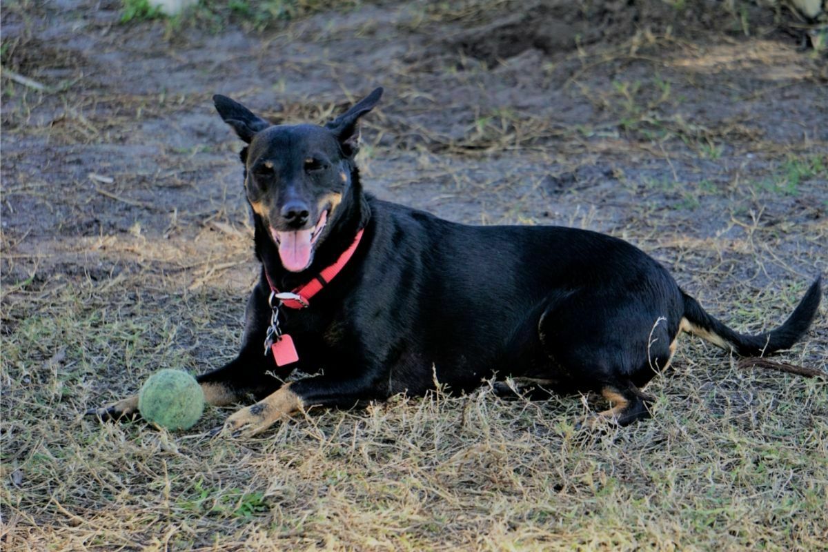 Manchester Terrier resting