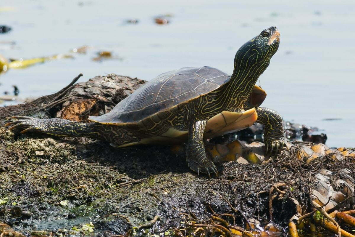 Map Turtle