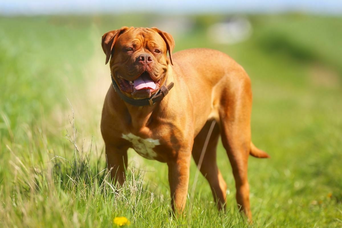 French mastiff