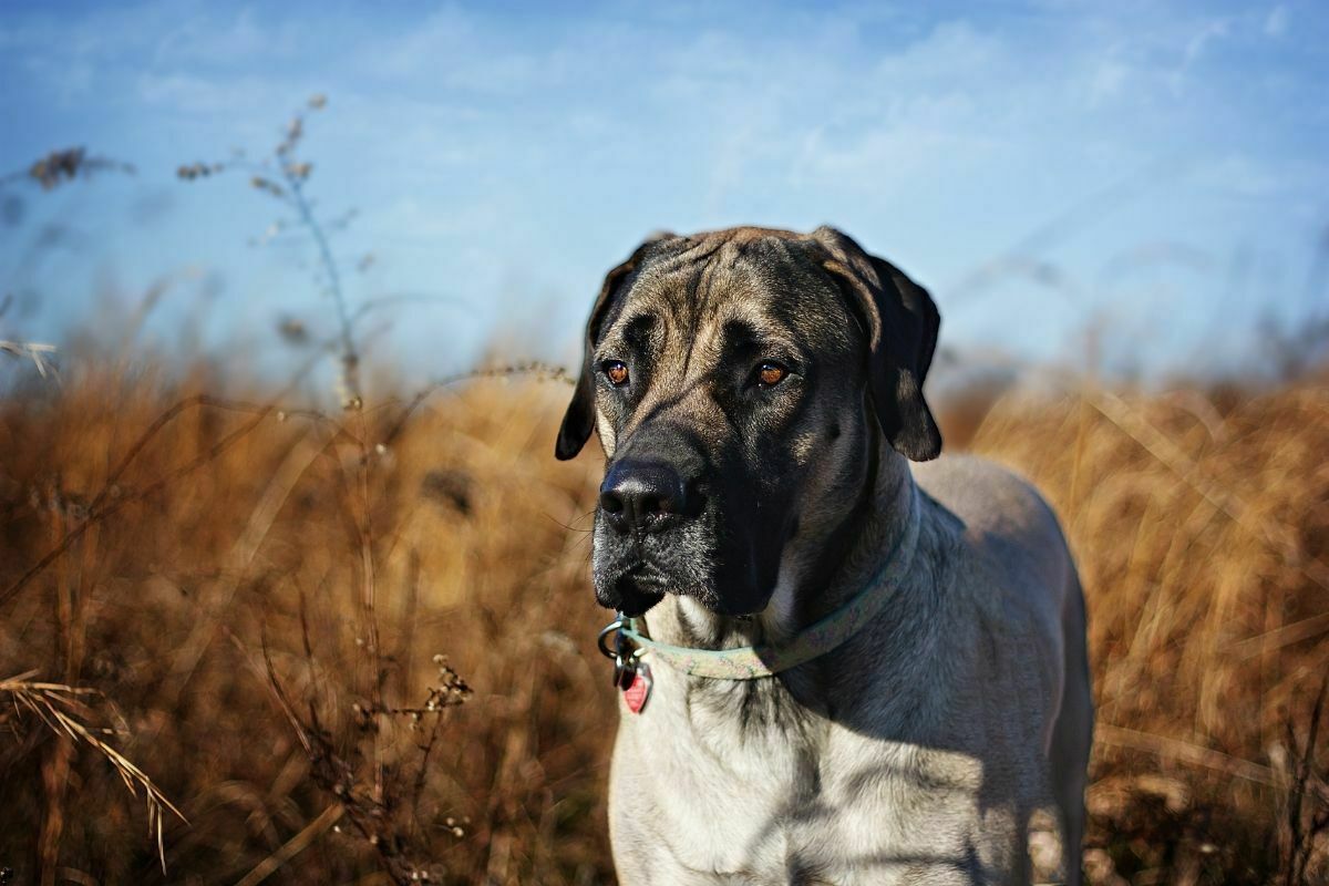 English Mastiff out for a walk in a field