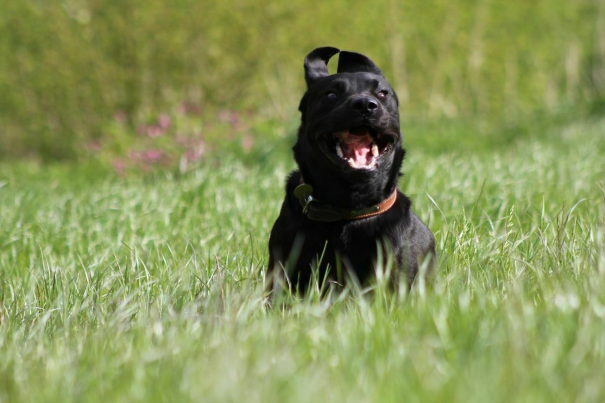running mastiff