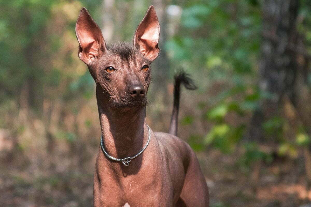 Big brown hairless dog of the Xolo breed (Xoloitzcuintle, Mexican hairless dog), portrait