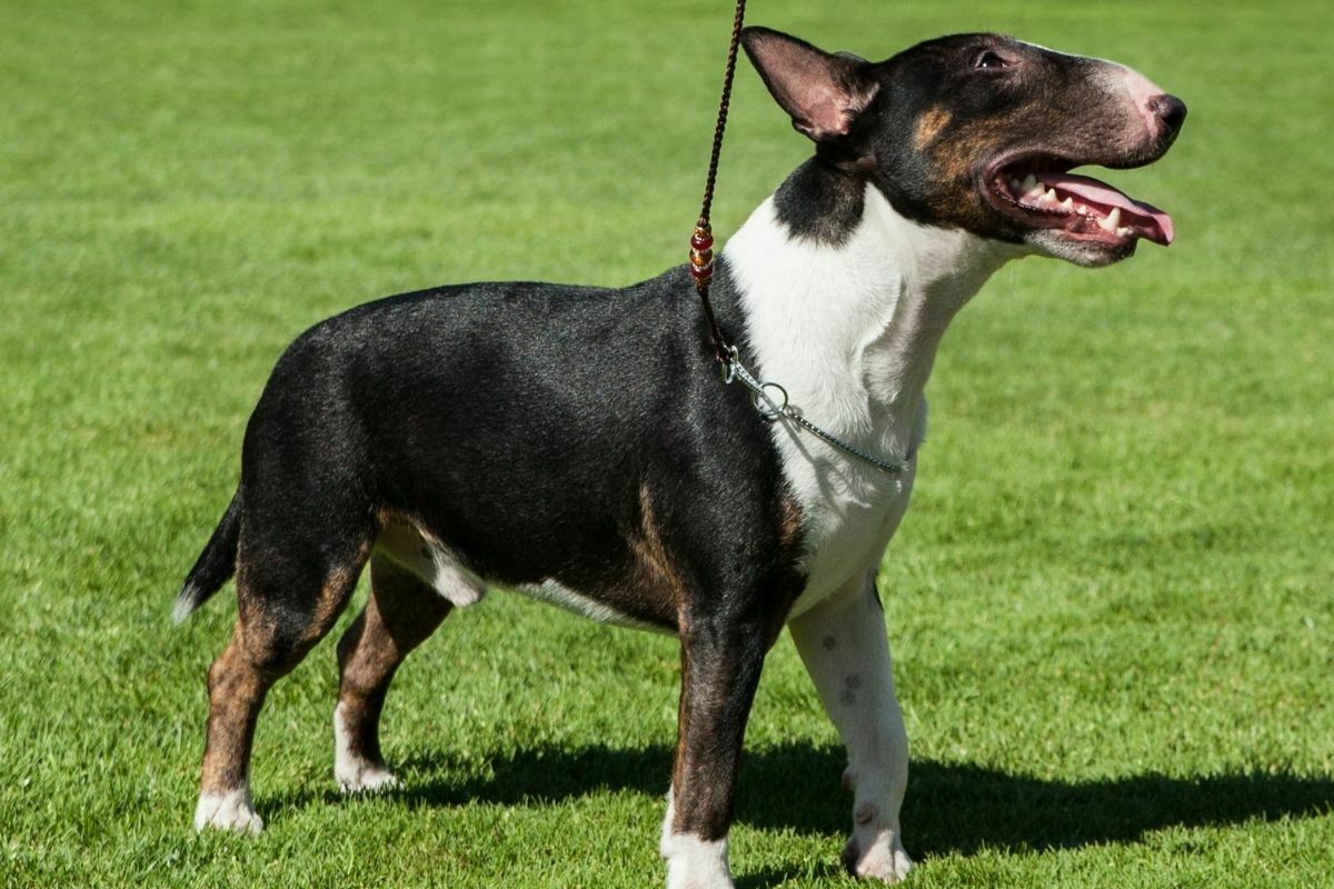 Miniature Bull Terrier