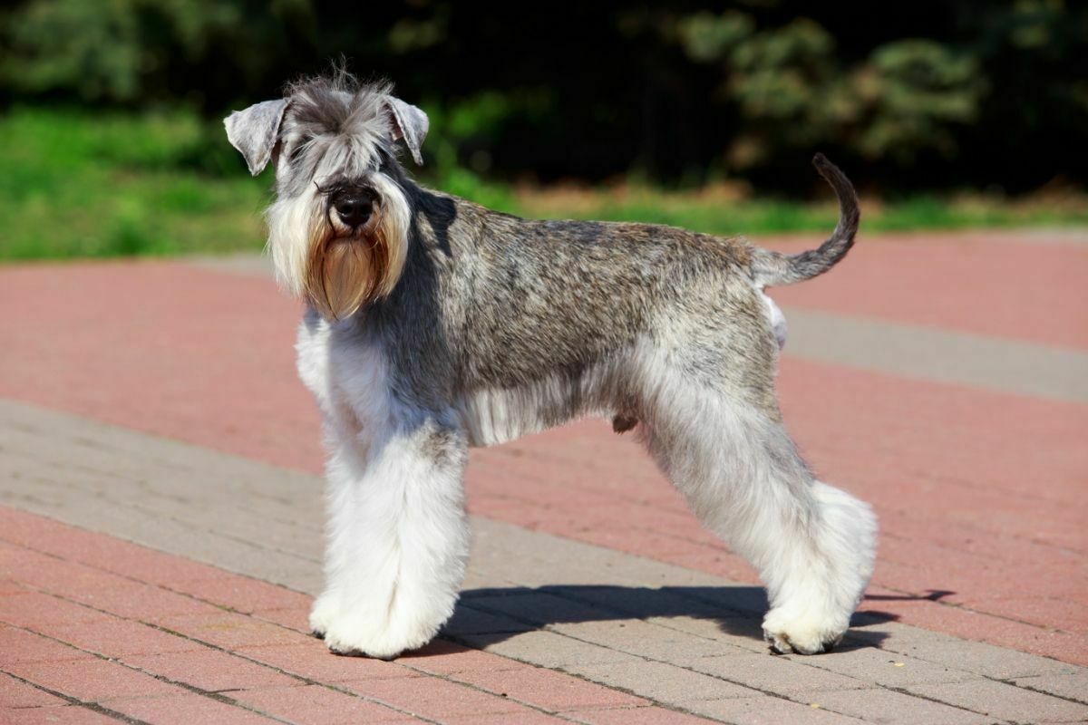 Miniature Schnauzer