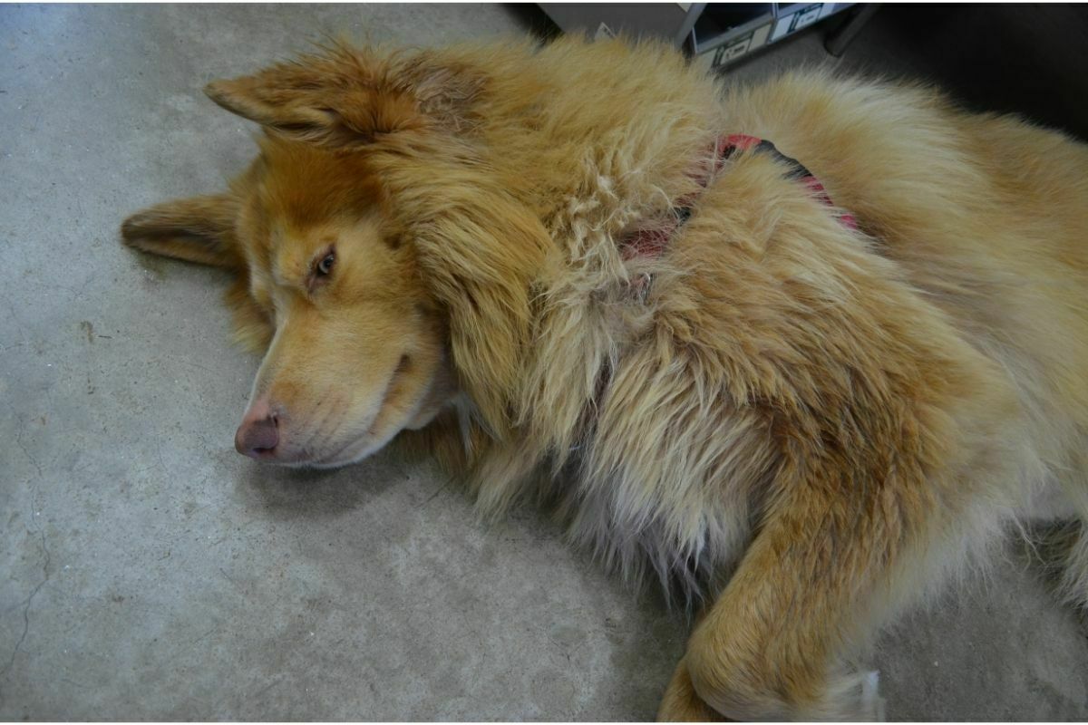Native American Indian Dog resting tired