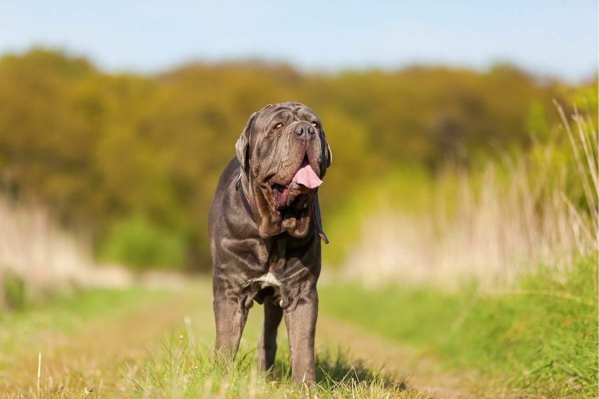 A Portrait of Neapolitan Mastiff