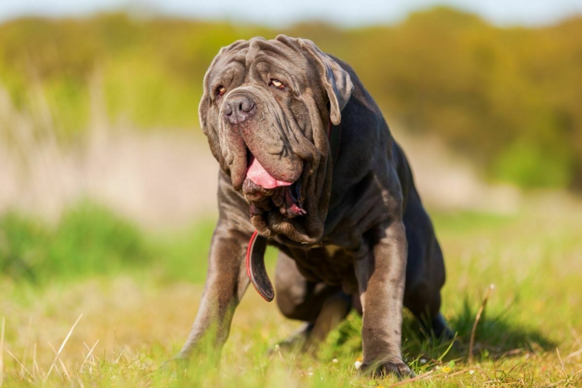 Neapolitan Mastiff