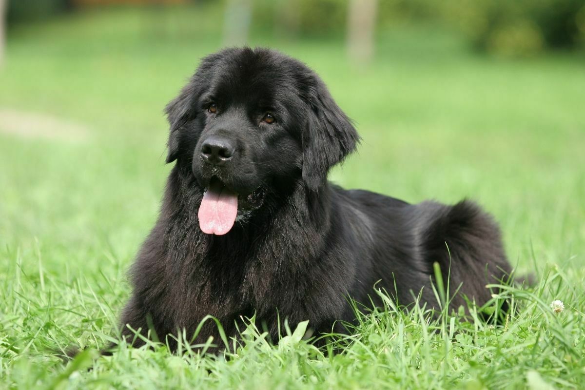 Newfoundland on the grass