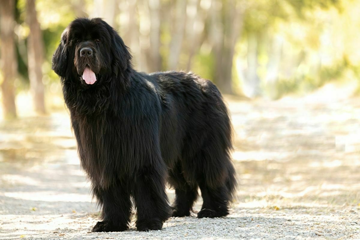 Newfoundland