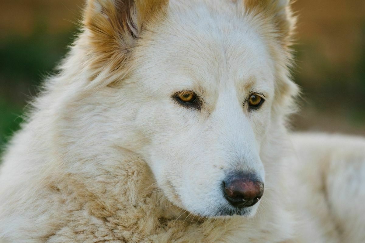 Northern Inuit Dog (2)