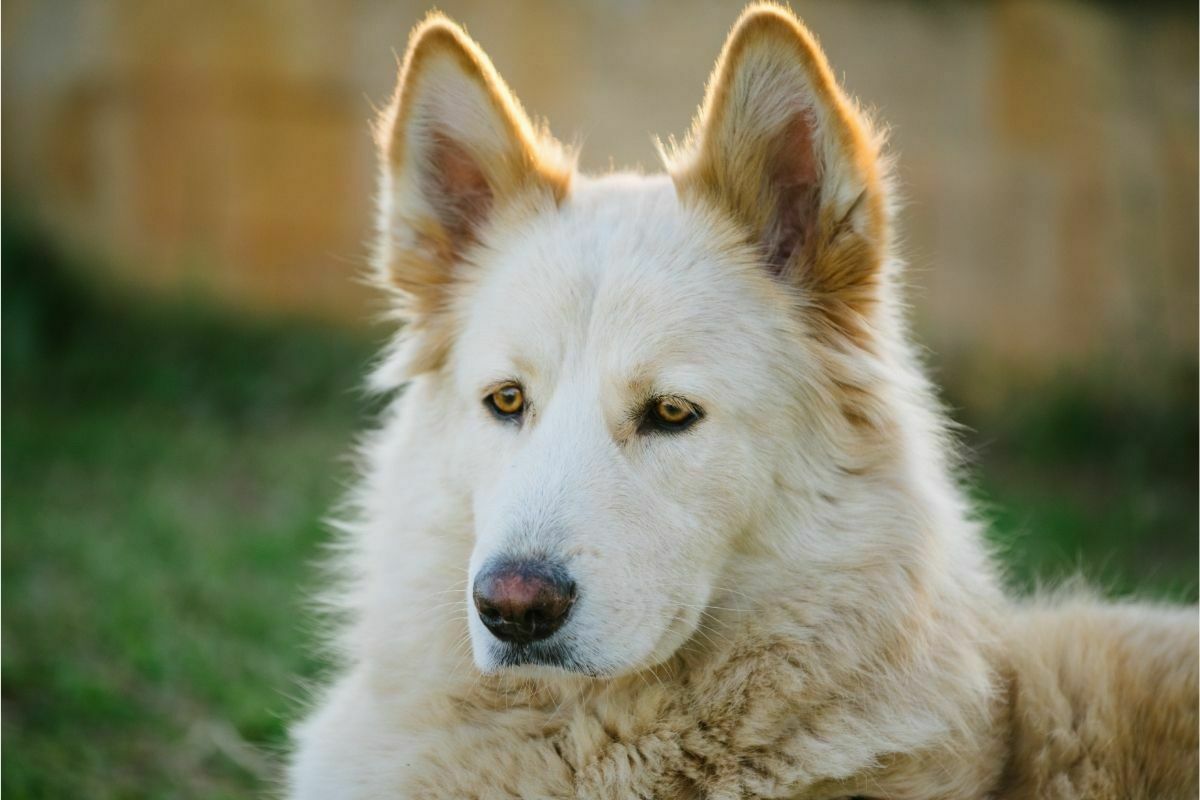 Northern Inuit Dog