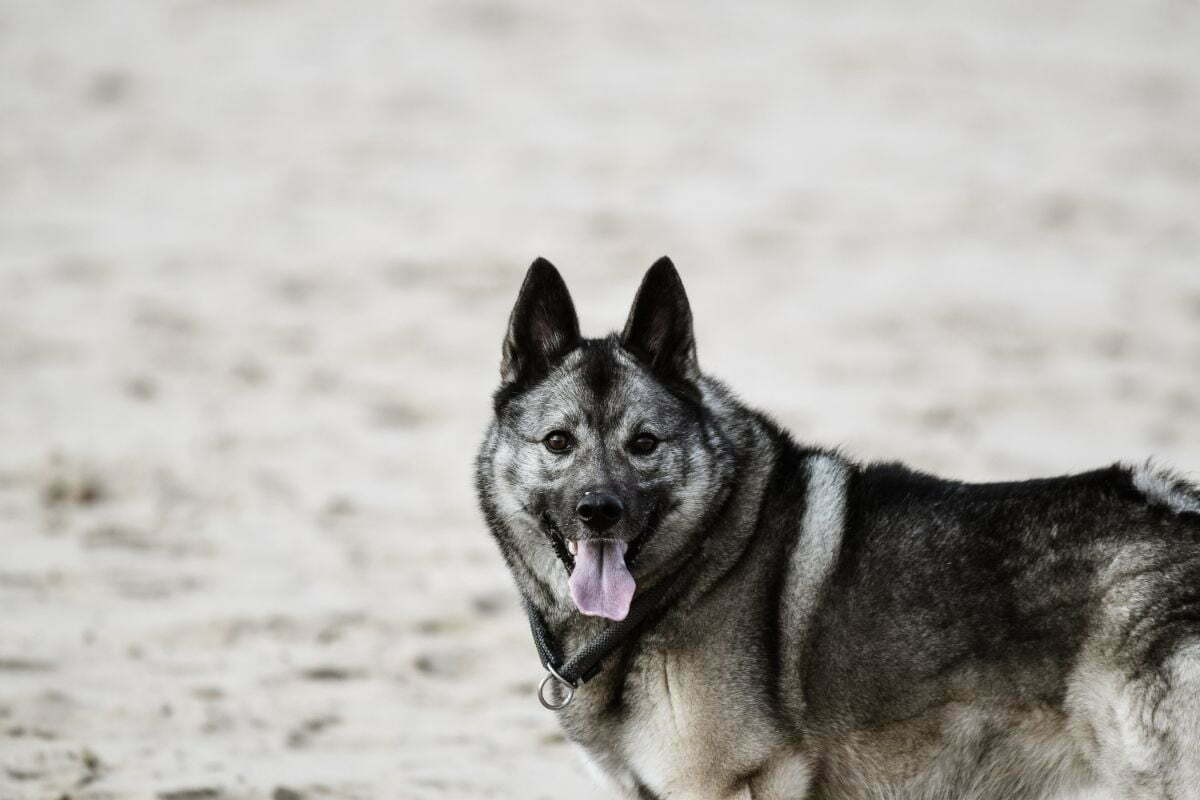 norwegian elkhound dog
