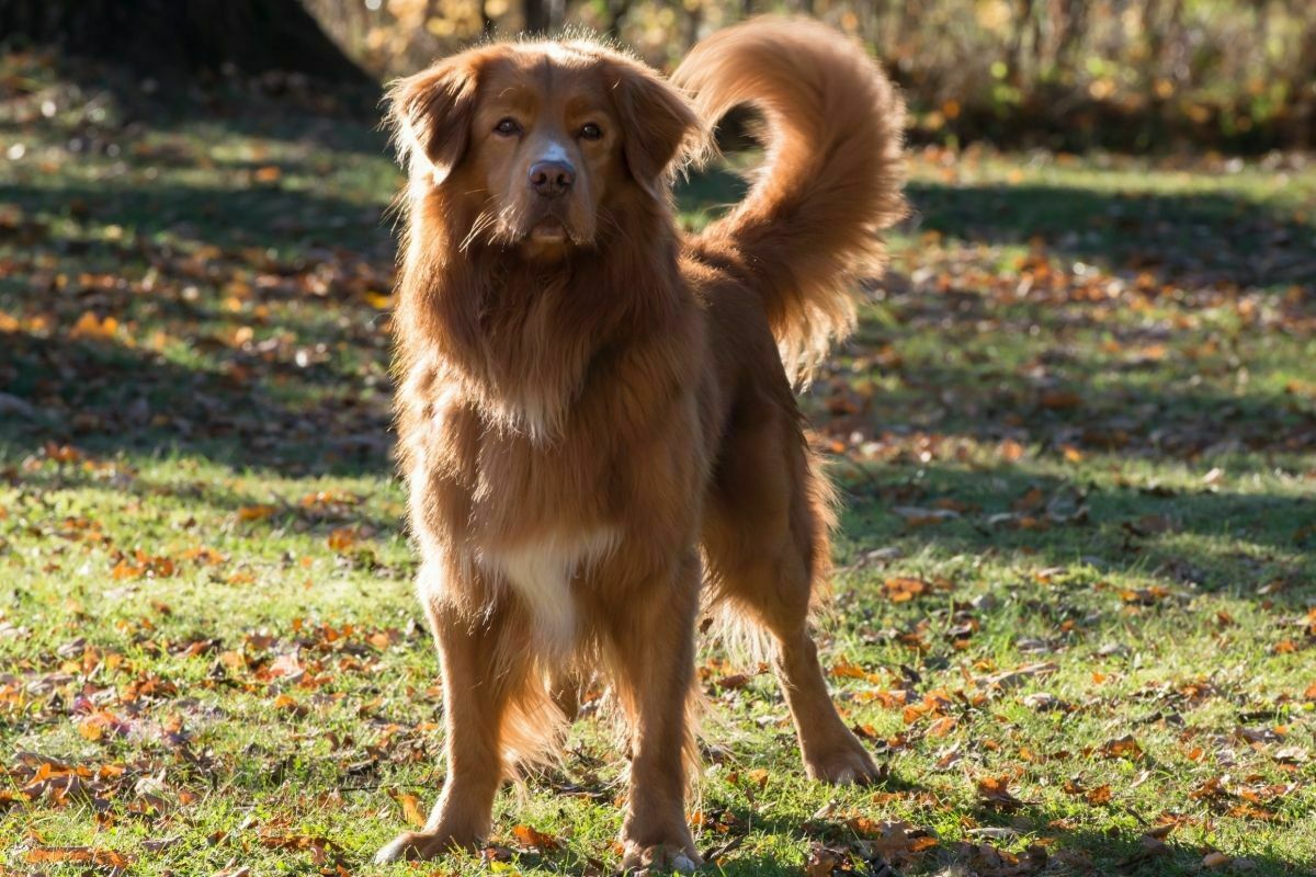 Nova Scotia Duck Tolling Retriever
