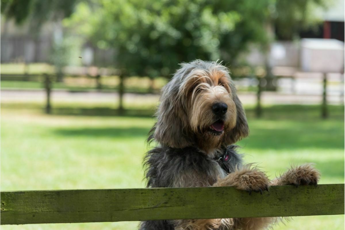 otterhound in fence