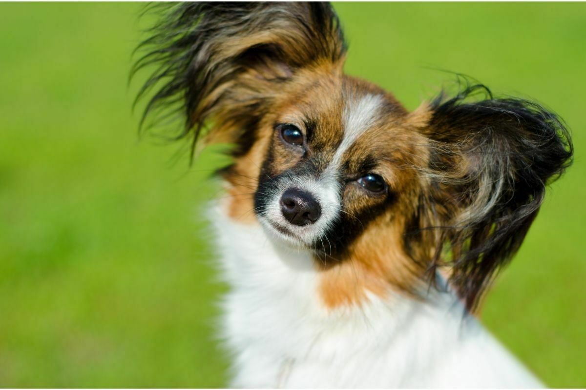 Papillon (2)