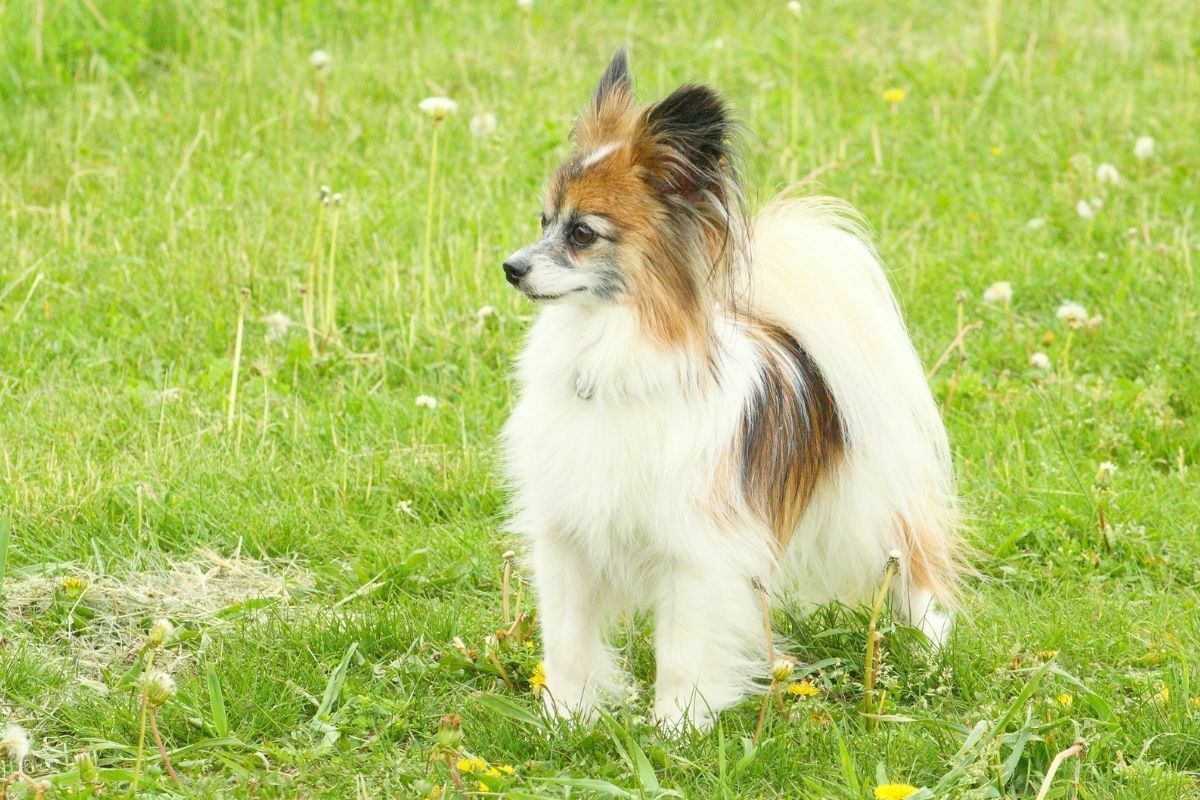 Papillon standing on the grass