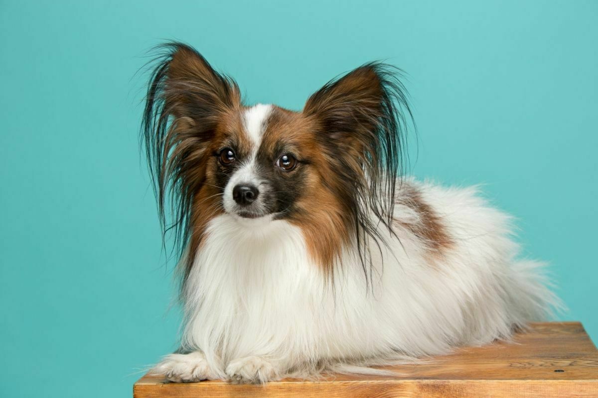 Papillon