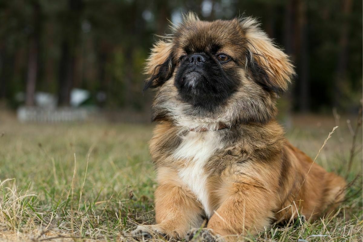Pekingese obediently posing for a photograph