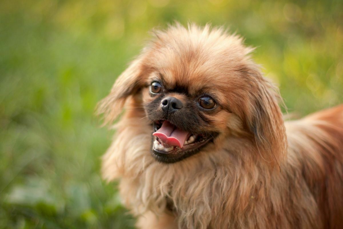 Pekingese dog