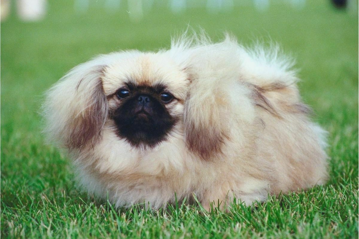 Pekingese (2)