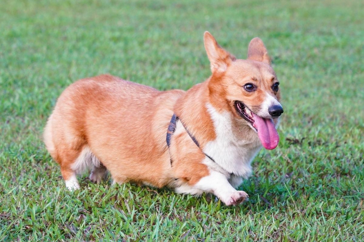 pembroke welsh corgi