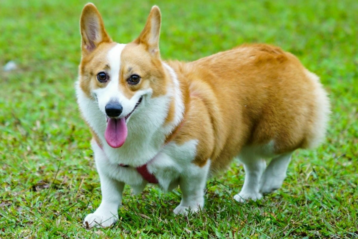 Pembroke Welsh Corgi (2)