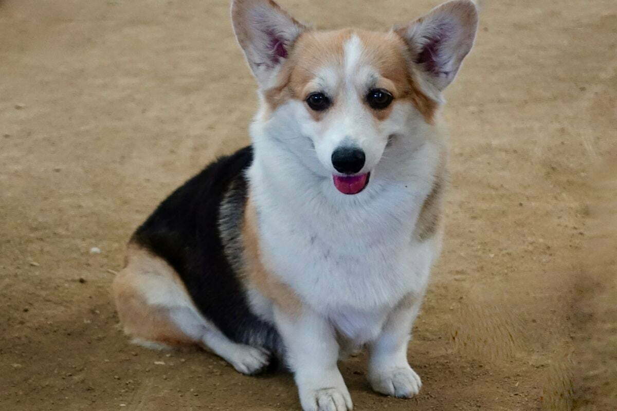 cute pembroke welsh corgi