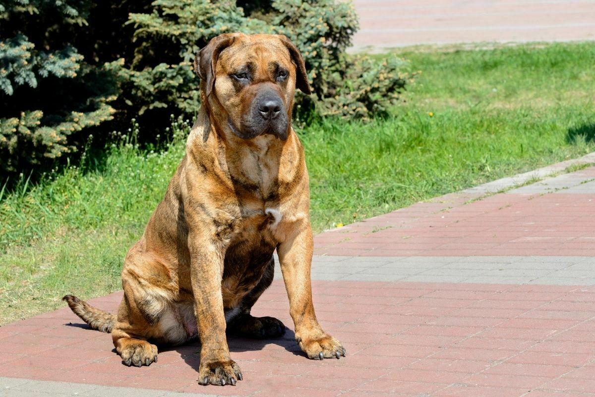 Perro de Presa Canario seats