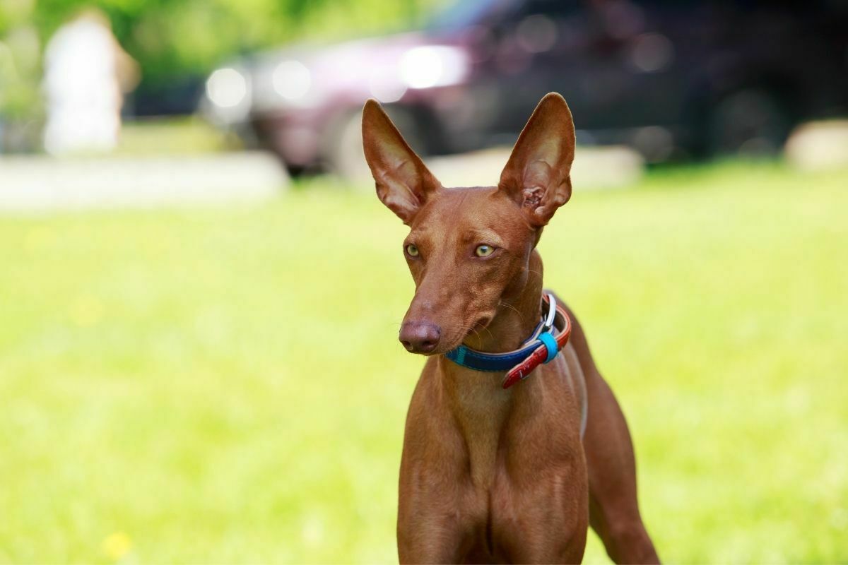 Pharaoh Hound on a grass