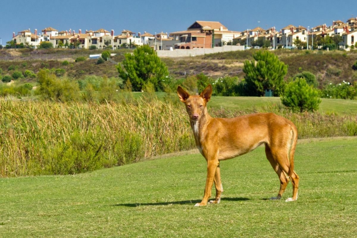 Pharaoh Hound on a grass